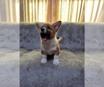 Small Photo #10 Pembroke Welsh Corgi Puppy For Sale in SPRINGFIELD, MO, USA