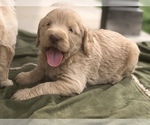 Small Photo #12 Labradoodle Puppy For Sale in FLORENCE, TX, USA
