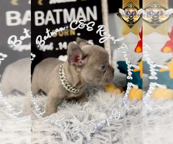 Medium Photo #4 French Bulldog Puppy For Sale in ATHENS, GA, USA
