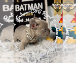 Small #3 French Bulldog