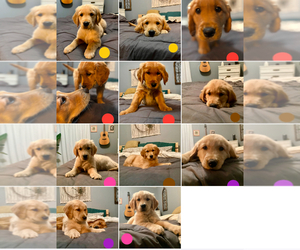 Golden Retriever Litter for sale in HAMPSTEAD, NC, USA