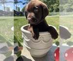 Image preview for Ad Listing. Nickname: AKC Ready to Go