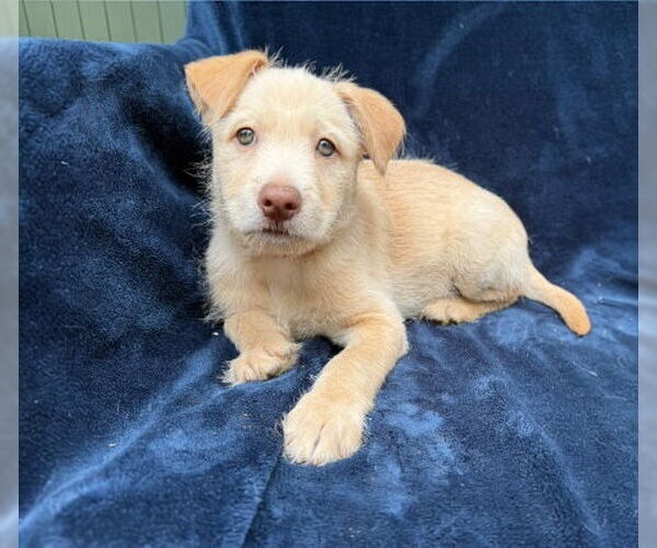 Medium Photo #1 Labrador Retriever Puppy For Sale in Menifee, CA, USA