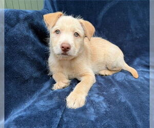 Labrador Retriever Dogs for adoption in Menifee, CA, USA