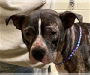 Mutt Dogs for adoption in Sanford, FL, USA