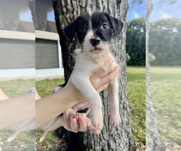 Medium Photo #2 Dachsador Puppy For Sale in Pompano Beach , FL, USA