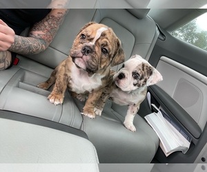 American Bully Puppy for sale in SAINT AUGUSTINE, FL, USA