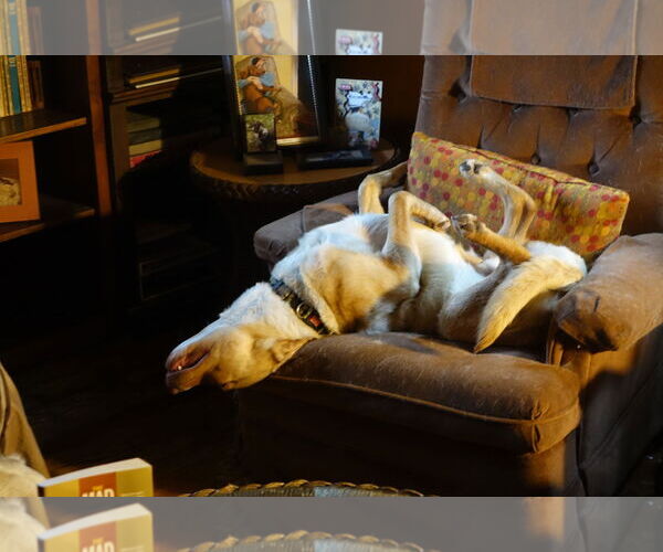 Medium Photo #17 Labrador Retriever-Unknown Mix Puppy For Sale in Doylestown, PA, USA