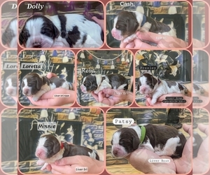 English Springer Spaniel Puppy for Sale in OCOEE, Tennessee USA