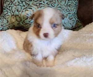 Miniature Australian Shepherd Puppy for sale in WHITNEY, TX, USA