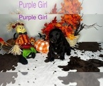 Puppy Purple Girl Labradoodle