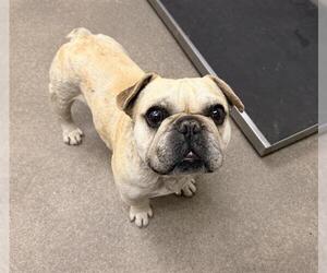 Free-Lance Bulldog Dogs for adoption in HESPERIA, CA, USA