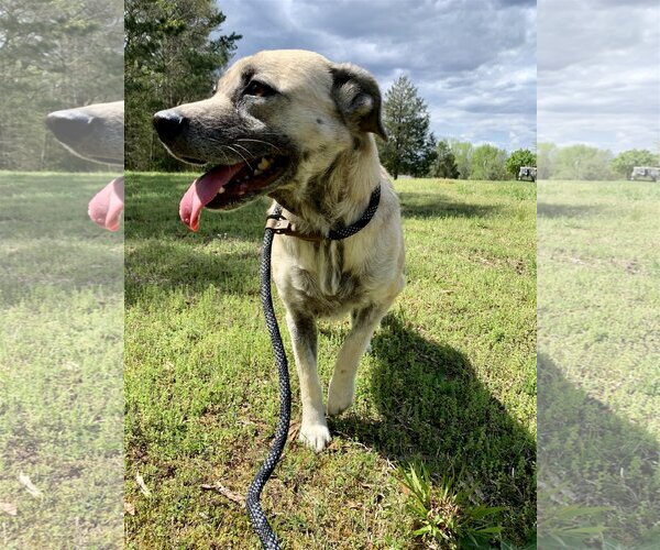 Medium Photo #2 Mutt Puppy For Sale in Woodbury, NY, USA