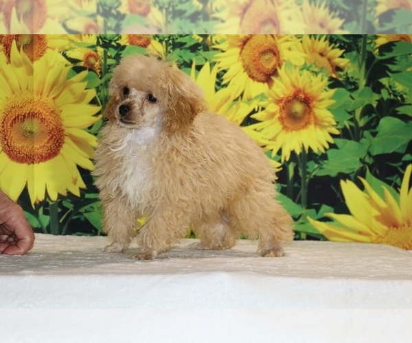 Medium Photo #15 Poodle (Toy) Puppy For Sale in DYERSBURG, TN, USA