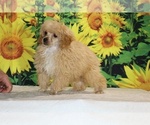 Pretzel - Male Poodle (Toy) Puppy for Sale - Photo #15