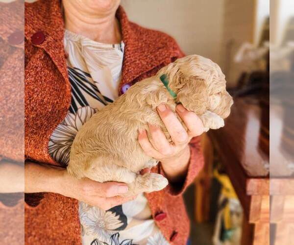 Full screen Photo #16 Poodle (Standard) Puppy For Sale in WAGENER, SC, USA