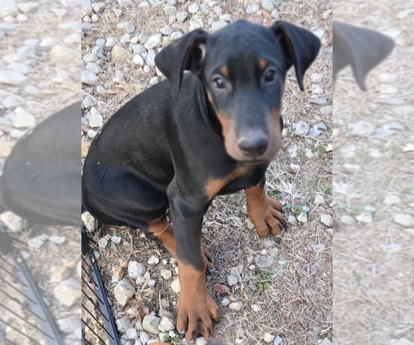 Medium Photo #1 Doberman Pinscher Puppy For Sale in BEGGS, OK, USA