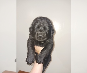 Mastiff Puppy for sale in LA FAYETTE, GA, USA
