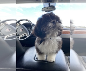 Scorkie-Yorkinese Mix Puppy for sale in MERRILLVILLE, IN, USA