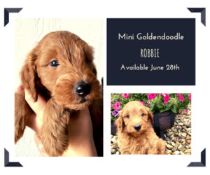 Goldendoodle (Miniature) Puppy for sale in ARCOLA, IL, USA