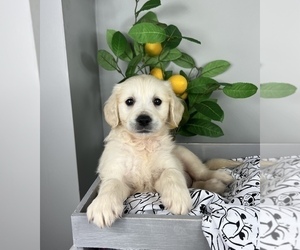 English Cream Golden Retriever Puppy for sale in FRANKLIN, IN, USA