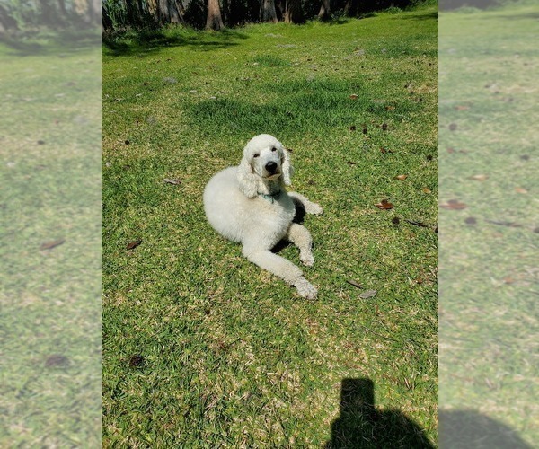 Medium Photo #1 Poodle (Standard) Puppy For Sale in LUTZ, FL, USA