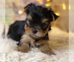 Yorkshire Terrier Puppy for sale in WOODSTOCK, IL, USA