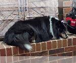 Small #1 Mutt