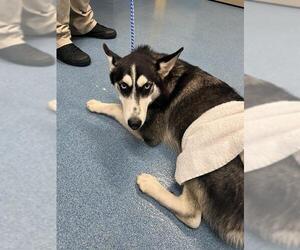 Siberian Husky Dogs for adoption in Pearland, TX, USA