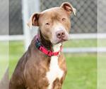 Small American Pit Bull Terrier
