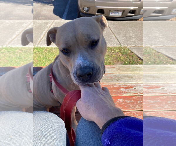 Medium Photo #9 American Pit Bull Terrier-Unknown Mix Puppy For Sale in Virginia Beach, VA, USA