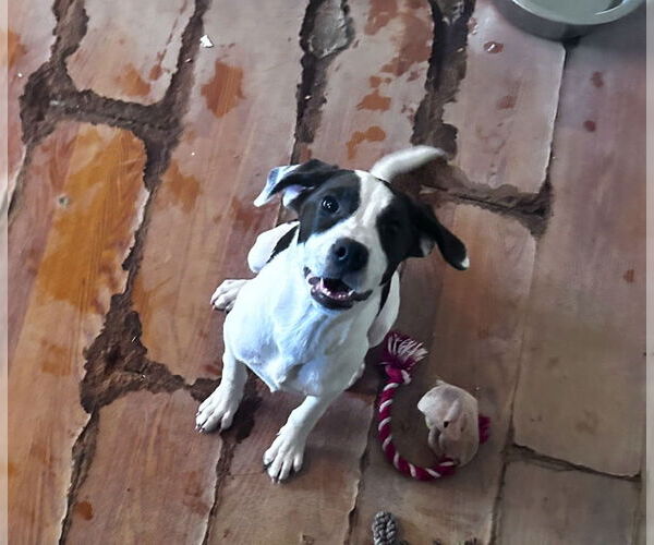 Medium Photo #2 Beagle Puppy For Sale in Apple Valley, CA, USA