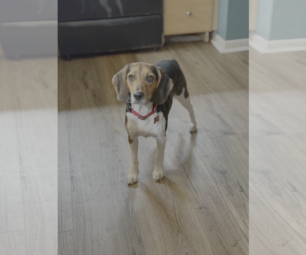 Medium Photo #5 Beagle Puppy For Sale in Tampa, FL, USA