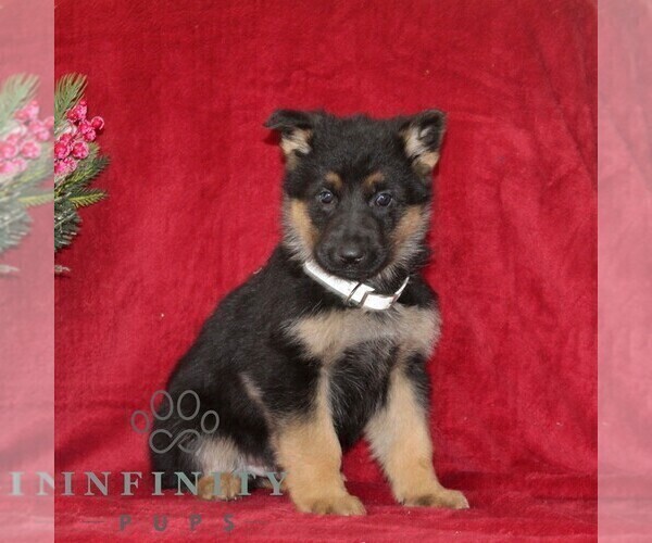 Medium Photo #2 German Shepherd Dog Puppy For Sale in QUARRYVILLE, PA, USA