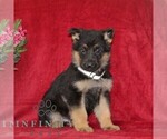 Small #1 German Shepherd Dog