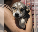Small Siberian Husky Mix