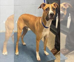 Boxer-Unknown Mix Dogs for adoption in Woodland, CA, USA
