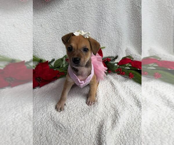 Medium Photo #2 Labrador Retriever Puppy For Sale in Silver Spring, MD, USA