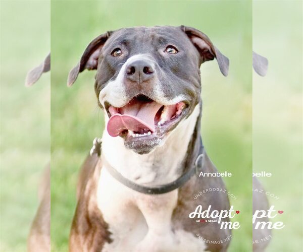 Medium Photo #7 Bullboxer Pit Puppy For Sale in Chandler, AZ, USA