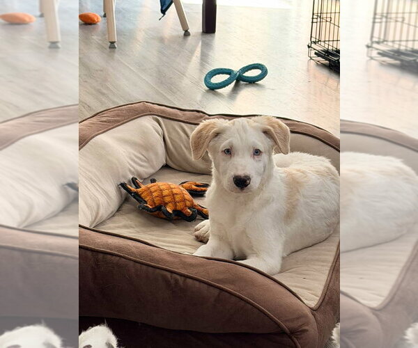 Medium Photo #8 Great Pyrenees-Unknown Mix Puppy For Sale in Dana Point, CA, USA