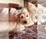 Small #2 Poodle (Miniature) Mix