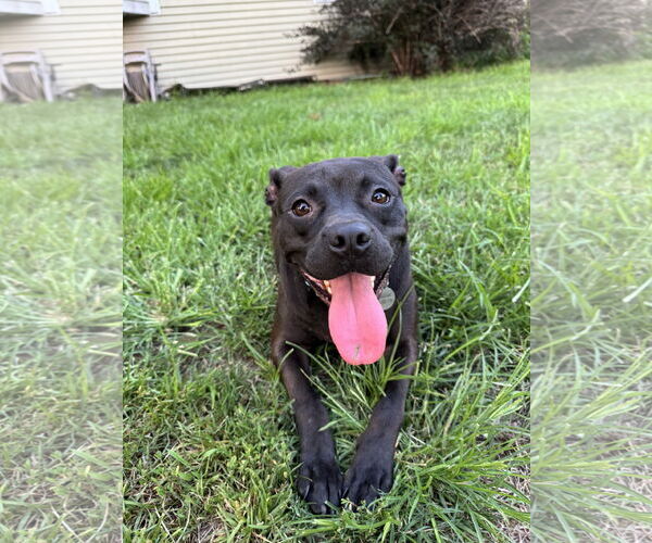 Medium Photo #10 Mutt Puppy For Sale in Doylestown, PA, USA