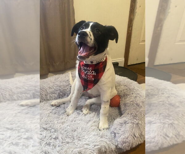 Medium Photo #2 Collie-Unknown Mix Puppy For Sale in Springdale, PA, USA