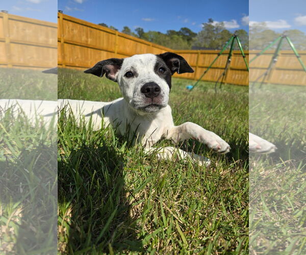 Medium Photo #5 Mutt Puppy For Sale in Holly Springs, NC, USA