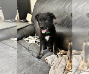 Border Collie Dogs for adoption in Holly Springs, NC, USA