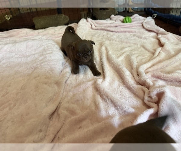 Medium Photo #3 Pug Puppy For Sale in BLOOMINGTON, IL, USA