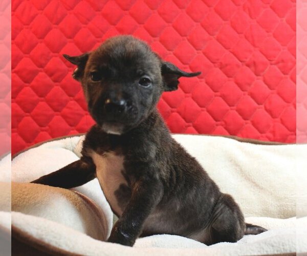 Medium Photo #23 Rottweiler-Unknown Mix Puppy For Sale in Spring, TX, USA