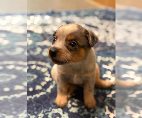 Medium Photo #10 Texas Heeler Puppy For Sale in LAURENS, SC, USA