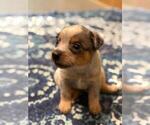 Small #9 Texas Heeler