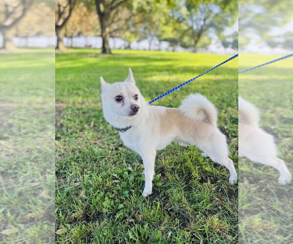 Medium Photo #1 Chiranian Puppy For Sale in San Diego , CA, USA